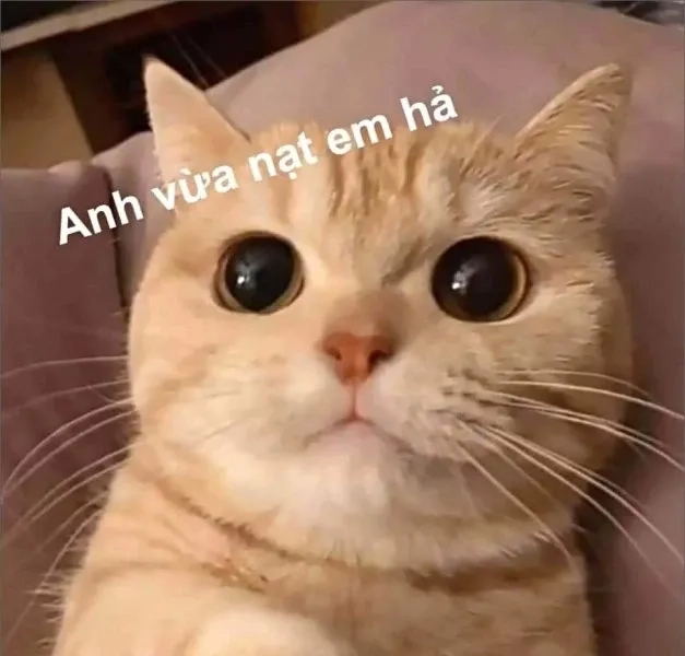 Hình meme cute hài hước và đáng yêu phù hợp mọi tình huống