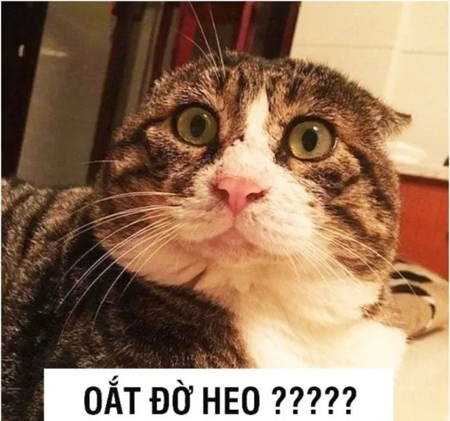 Cute cat meme đáng yêu và thú vị dễ dàng chia sẻ