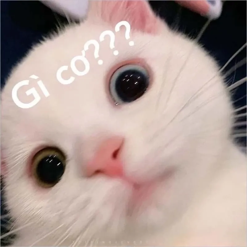 Meme ngủ ngon cute hài hước và ngộ nghĩnh phù hợp mọi người