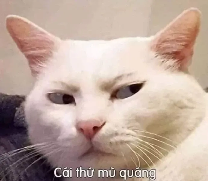 Meme chúc ngủ ngon cute sáng tạo và đáng yêu mang lại niềm vui