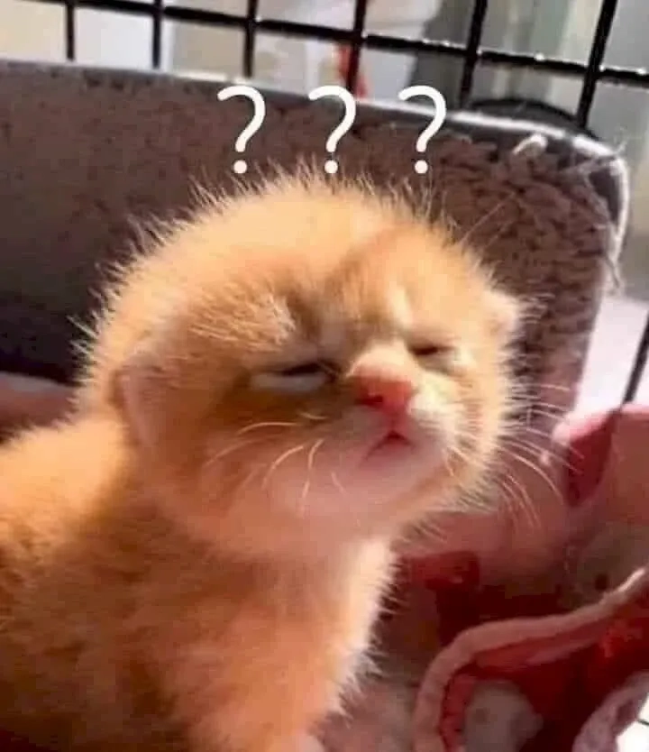 Meme ảnh hài hước cute thú vị và đáng yêu dễ dàng sử dụng