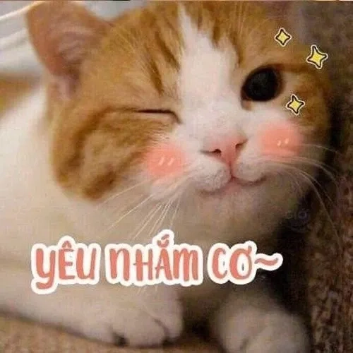 Meme hài cute sáng tạo và ngộ nghĩnh mang lại tiếng cười