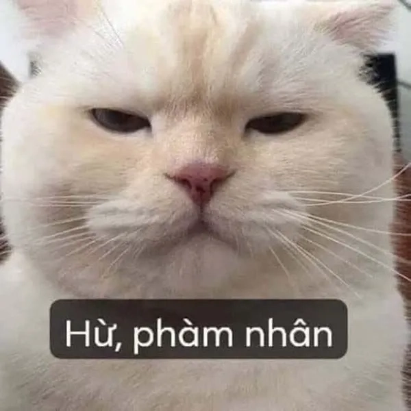 Hài hước icon ảnh meme cute thú vị và đáng yêu dễ dàng sử dụng