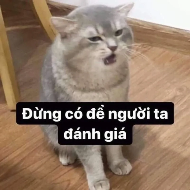 Meme mèo khóc cute hài hước và ngộ nghĩnh phù hợp chia sẻ