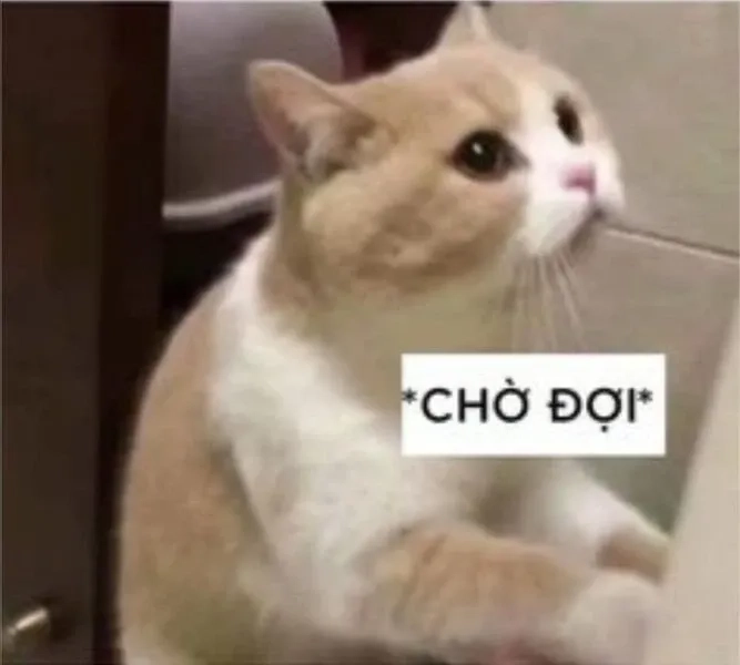 Meme ảnh mèo cute thú vị và hài hước phù hợp mọi tình huống