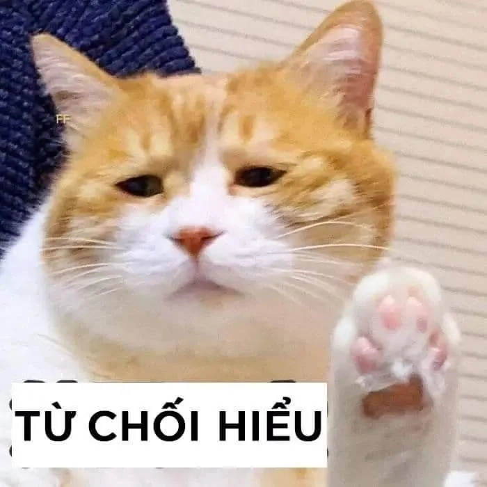 Meme cute mèo ngộ nghĩnh và sáng tạo mang lại niềm vui