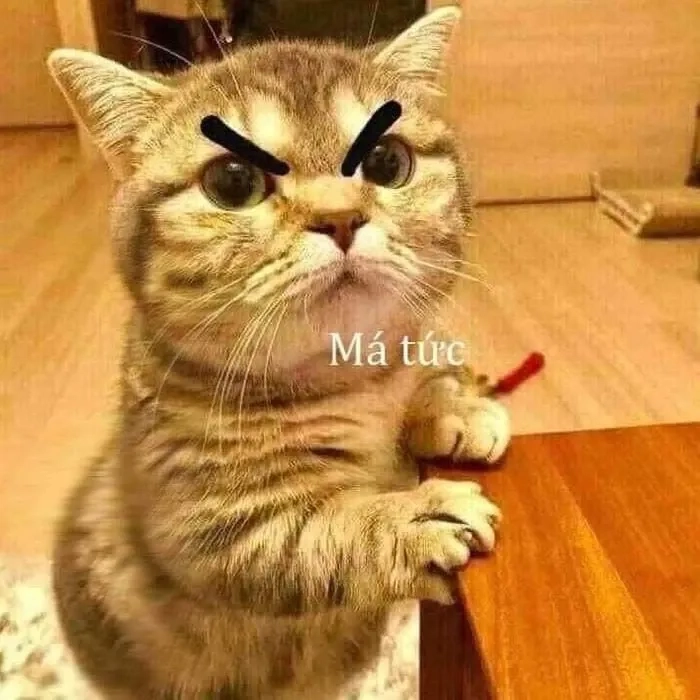 Meme ảnh mèo cute trái tim thú vị và ngộ nghĩnh dễ dàng sử dụng