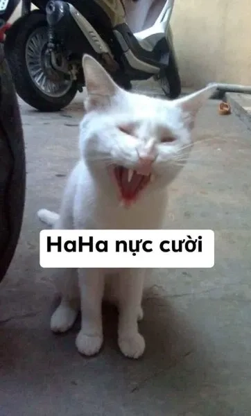 Meme mèo cute cười đáng yêu và sáng tạo dễ dàng sử dụng