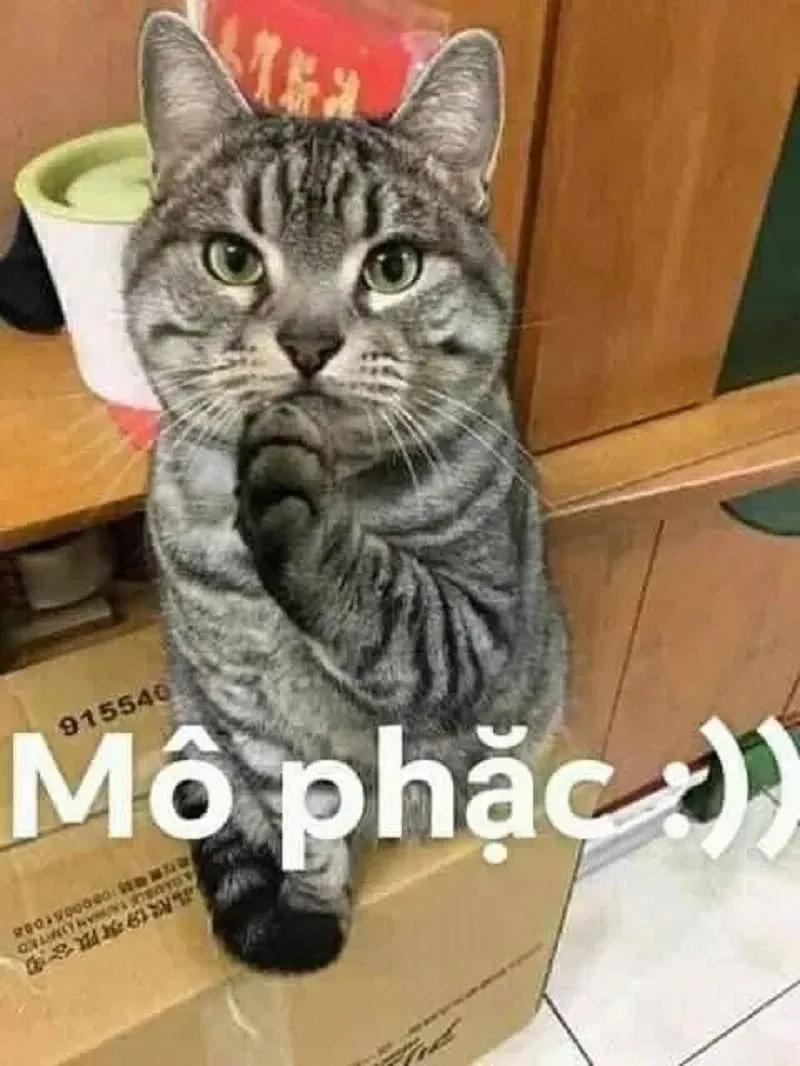 Cute meme mèo cute sáng tạo và hài hước mang lại tiếng cười