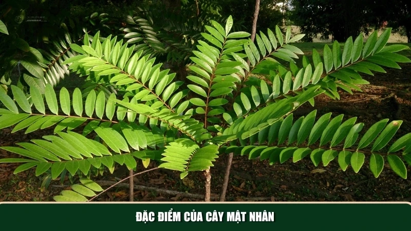 Khám phá đặc điểm nổi bật của cây mật nhân