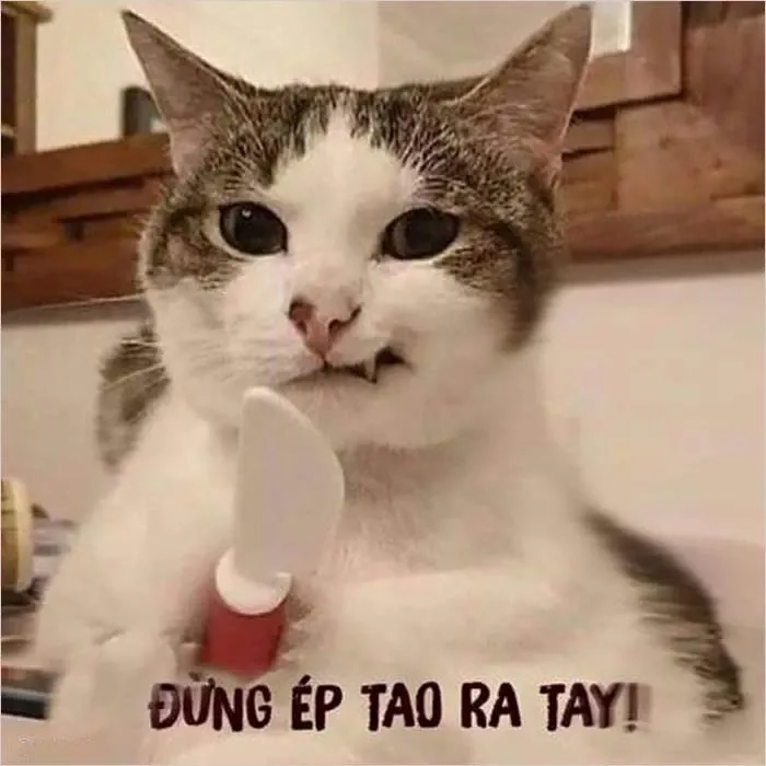 Meme mèo đánh giá ngộ nghĩnh và hài hước phù hợp chia sẻ