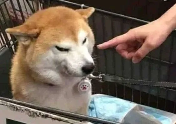 Meme doge cầm súng hài hước với biểu cảm ngộ nghĩnh