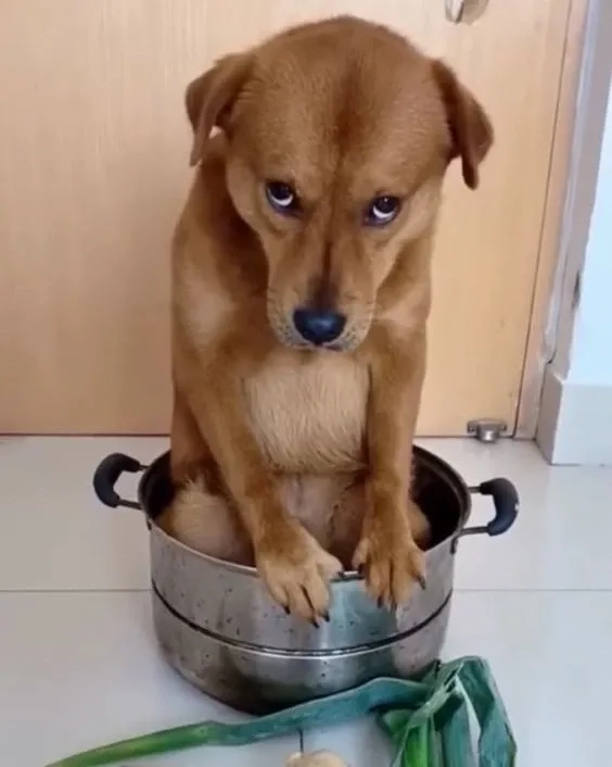 Scared dog meme hài hước và ngộ nghĩnh với biểu cảm dễ thương