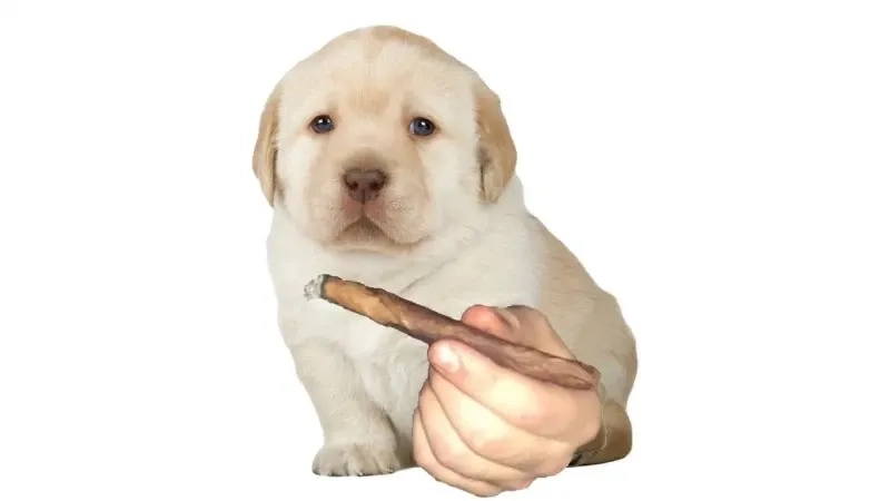 Cheems doge meme png thú vị và dễ thương phù hợp để giải trí