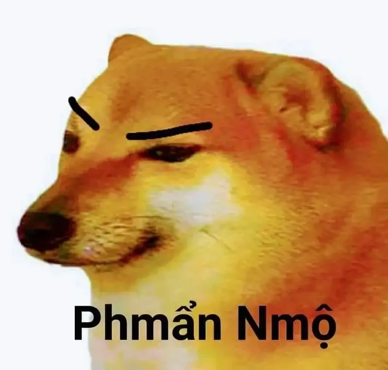 Ảnh meme dog ngộ nghĩnh với biểu cảm đáng yêu và hài hước