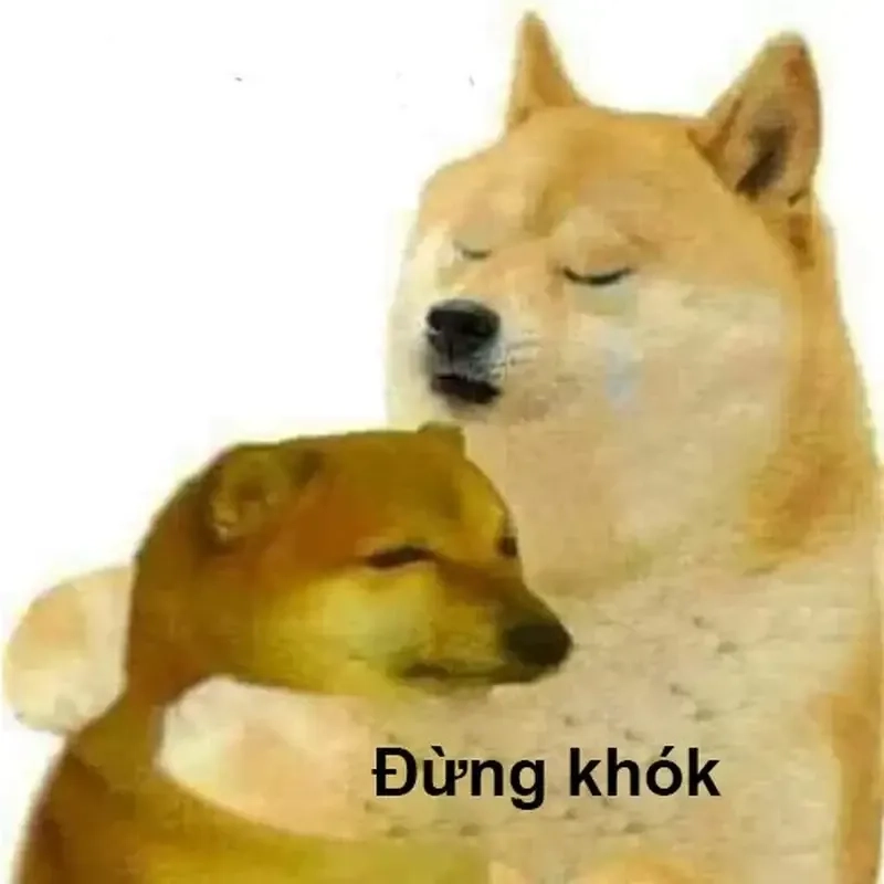 Dog cat meme sáng tạo với các biểu cảm đáng yêu và độc đáo