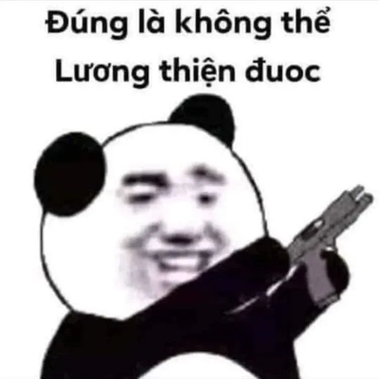 Ảnh gấu meme dễ thương và hài hước khó cưỡng