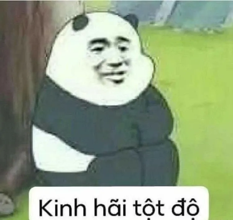 Mặt gấu meme hài hước với biểu cảm thú vị và ngộ nghĩnh