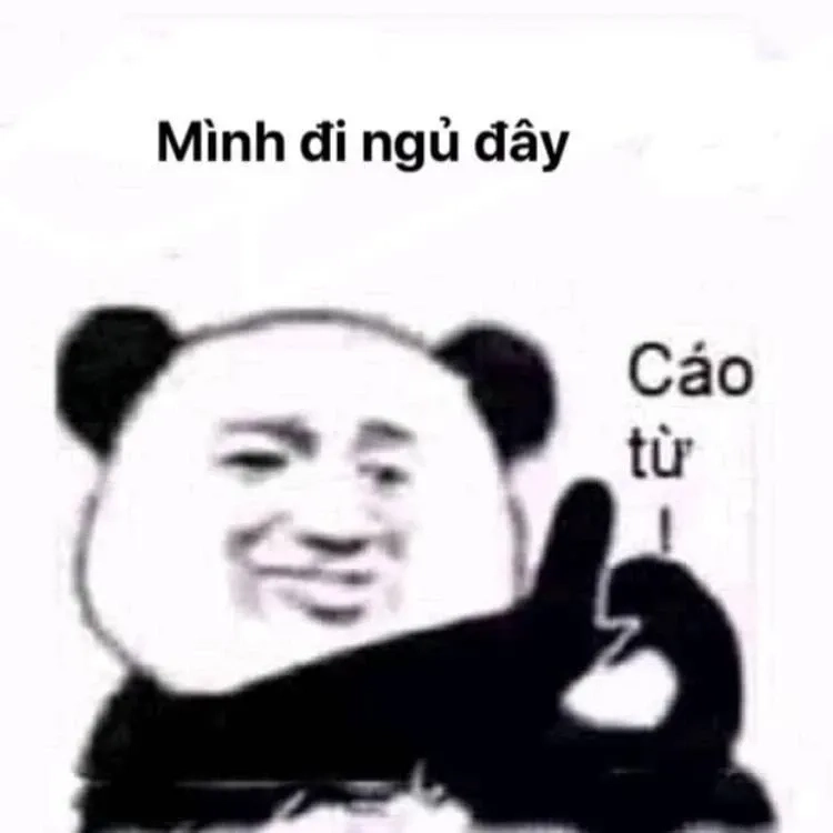 gấu meme mắt thâm mang lại tiếng cười với hình ảnh độc đáo