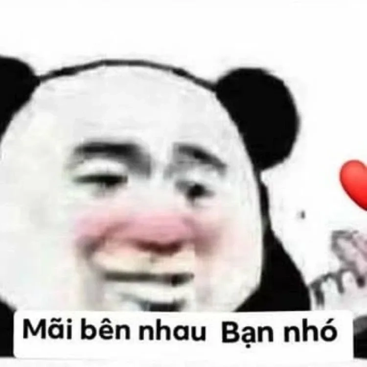 Hình meme gấu trúc thú vị và ngộ nghĩnh trong mọi tình huống