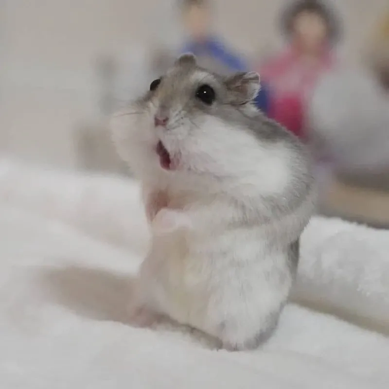  Hamster cute meme biểu cảm đáng yêu và hài hước