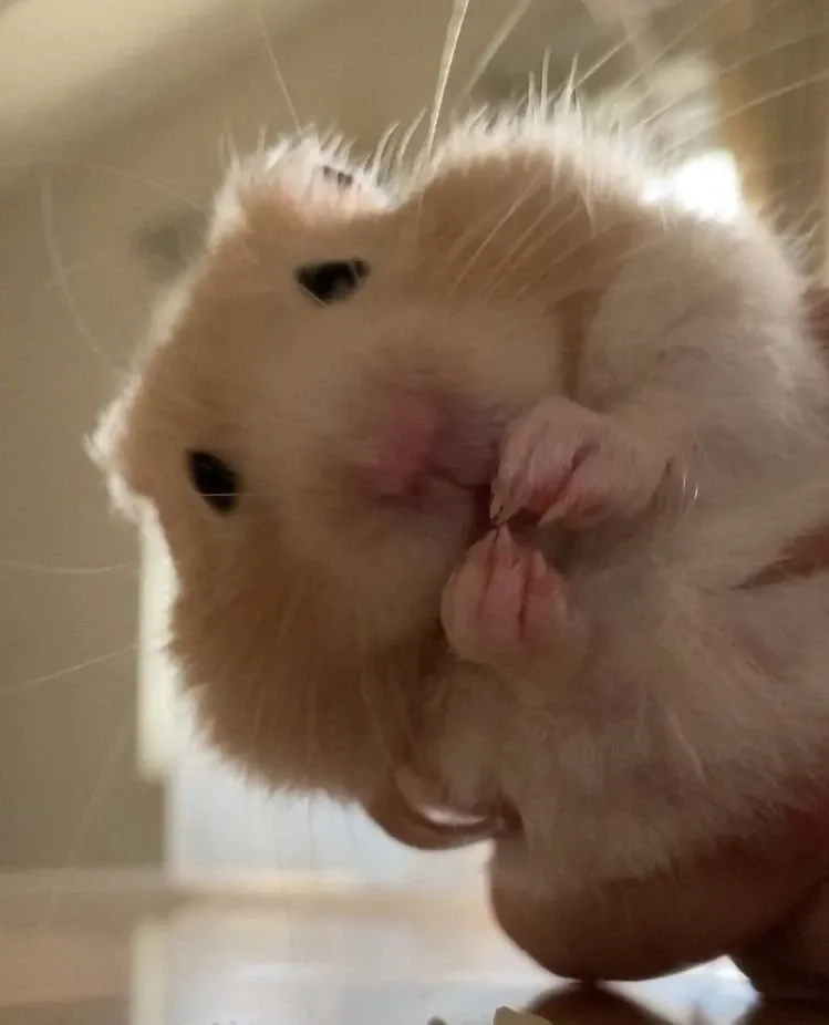 Meme hamster cute với nét mặt ngộ nghĩnh dễ thương