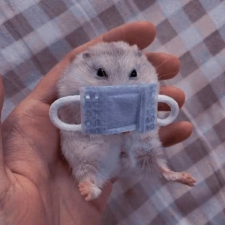 Cute hài hước meme chuột hamster dành cho người yêu động vật