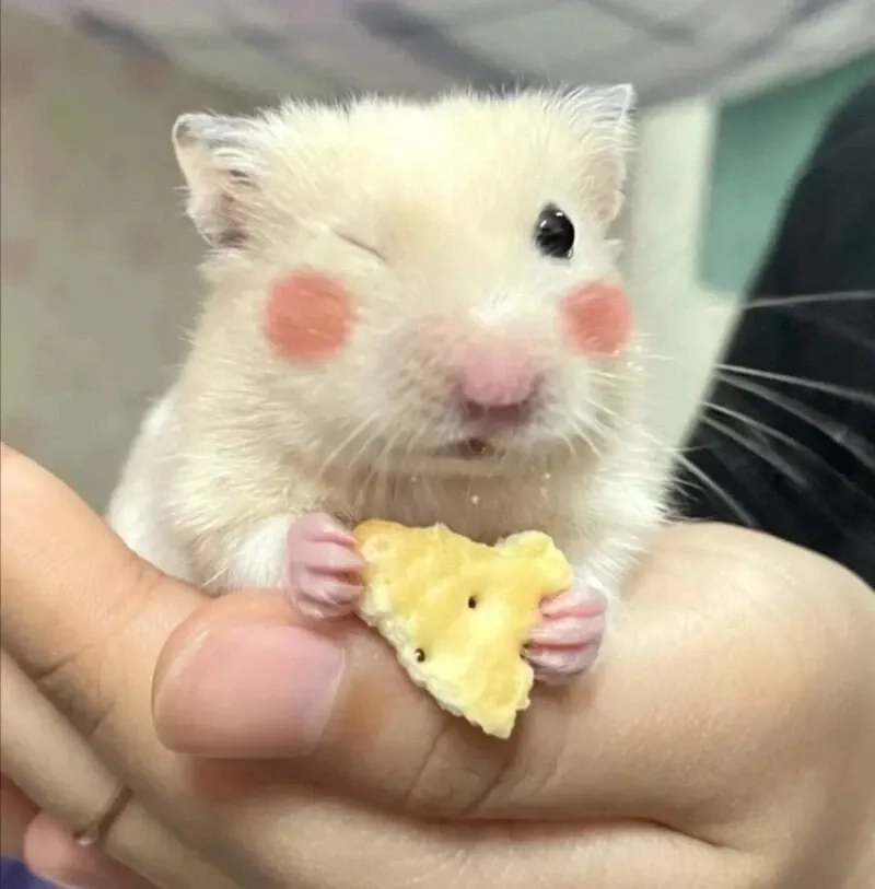 Meme hình ảnh chuột hamster hài hước dành cho bạn trẻ