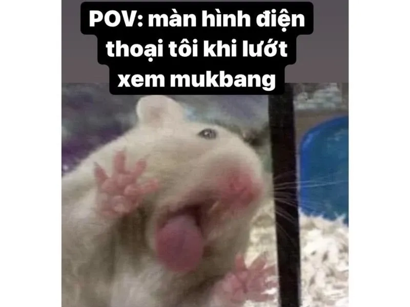 Meme hamster buồn với nét mặt đáng yêu khó quên