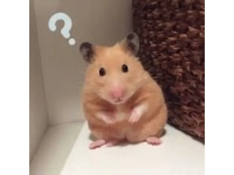 Hamster sad meme biểu cảm buồn nhưng vẫn dễ thương