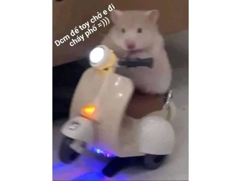 Sad hamster meme 1 hour dành cho người yêu thú cưng