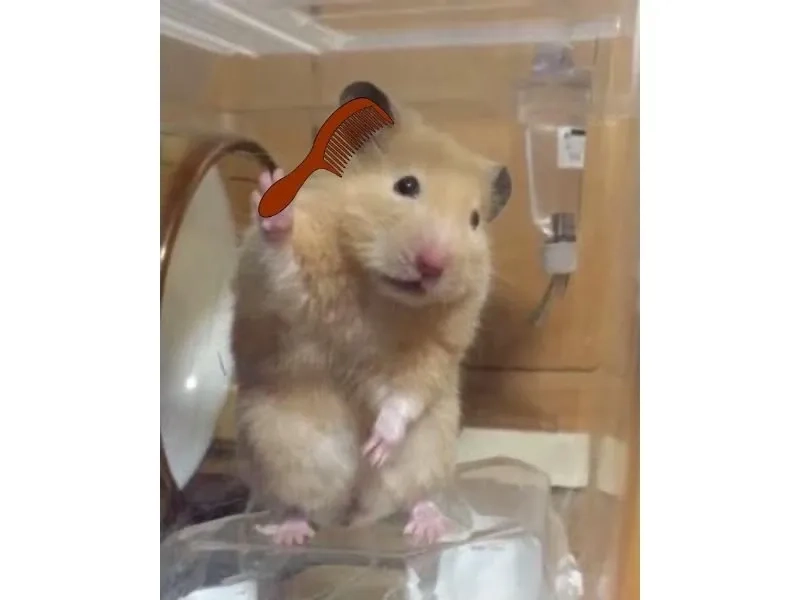 Sad hamster meme 10 hours biểu cảm buồn khó quên