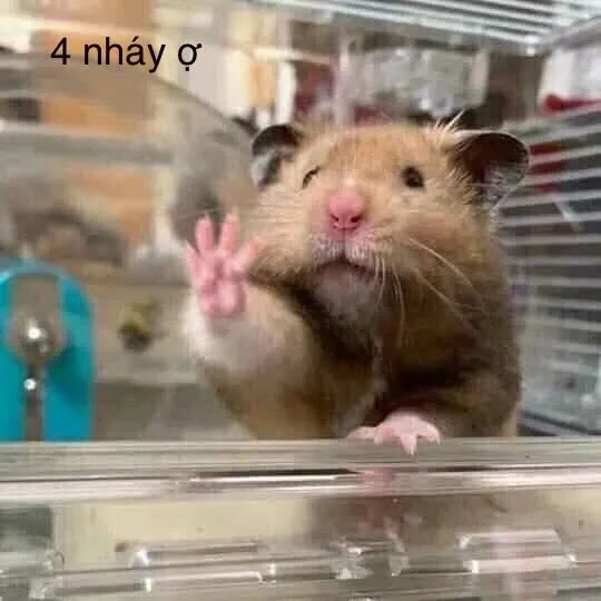 Ảnh chuột hamster meme dễ thương phù hợp để chia sẻ