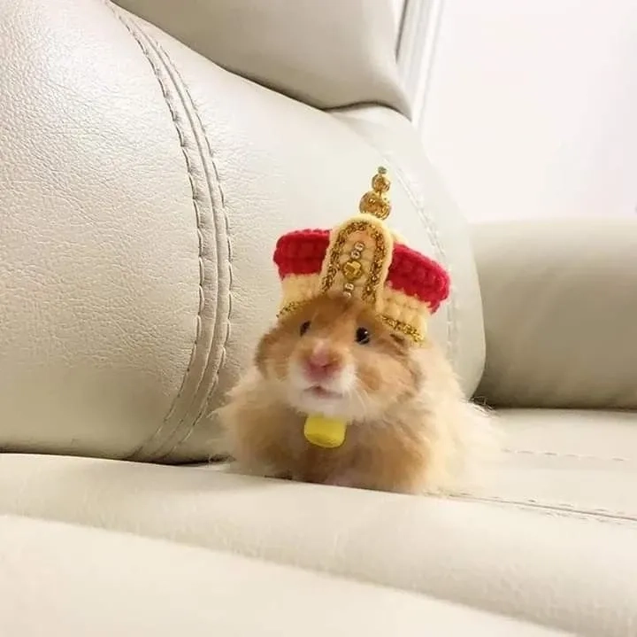 Meme hamster ăn chuối với phong cách độc đáo sáng tạo