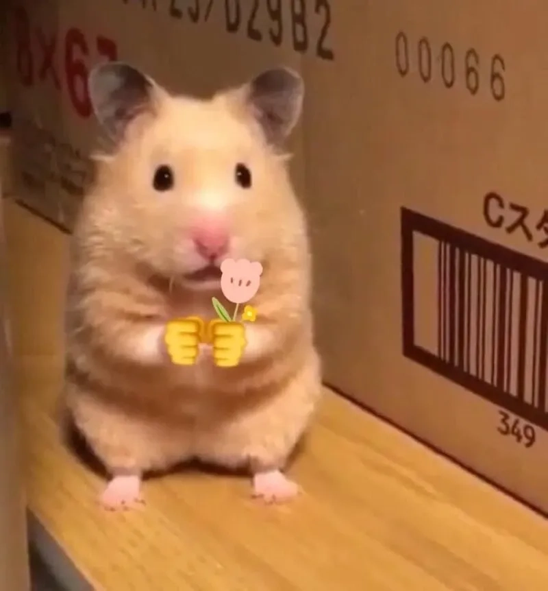 Ảnh meme chuột hamster ngộ nghĩnh dành cho người yêu thú cưng