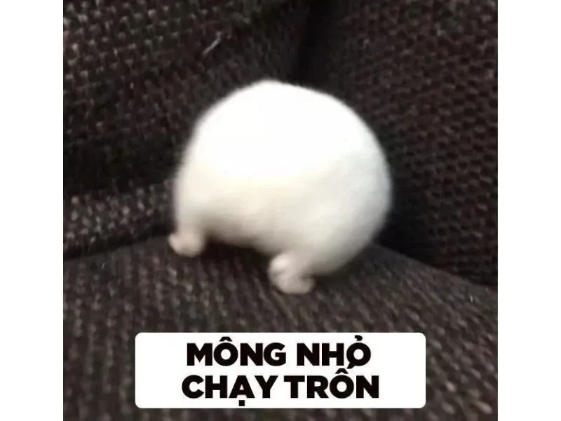 Meme chuột hamster ngộ nghĩnh phù hợp làm ảnh chế hài