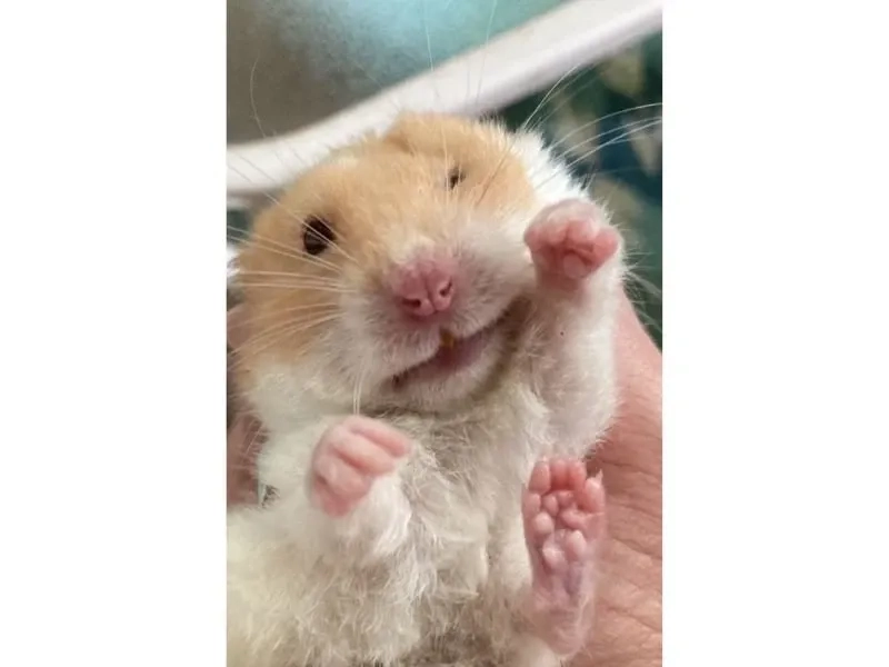 Meme hamster biểu cảm đáng yêu dành cho người sáng tạo