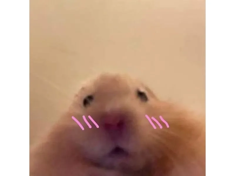 Chuột hamster meme ngộ nghĩnh khiến người xem bật cười