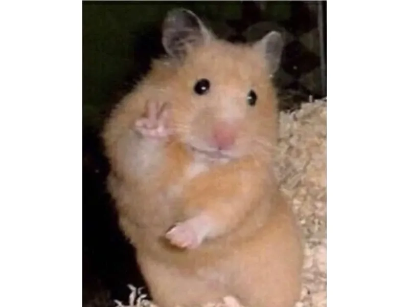 Hình hamster meme dễ thương dành cho bạn trẻ sáng tạo