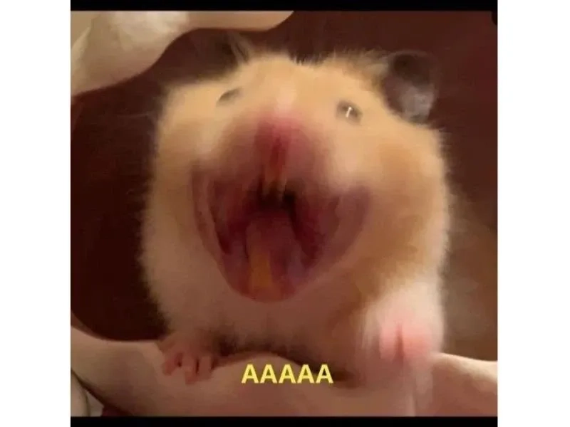 Hamster ăn chuối meme dễ thương làm người xem bật cười