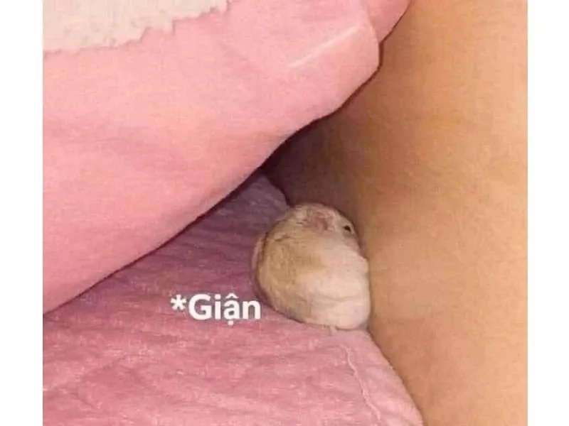 Hình ảnh chuột hamster meme với biểu cảm ngộ nghĩnh