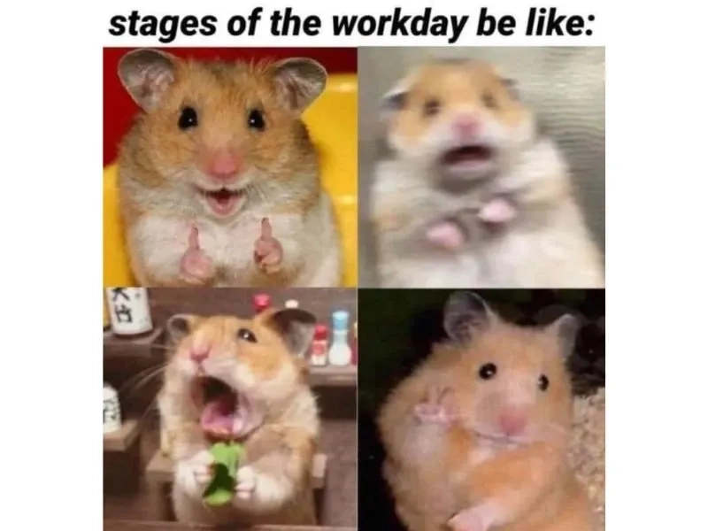 Con chuột hamster meme đáng yêu và sáng tạo phù hợp chia sẻ