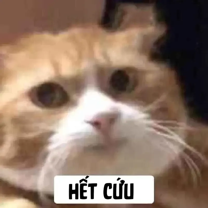 Meme cấp cứu với biểu cảm thú vị và độc đáo phù hợp mọi hoàn cảnh