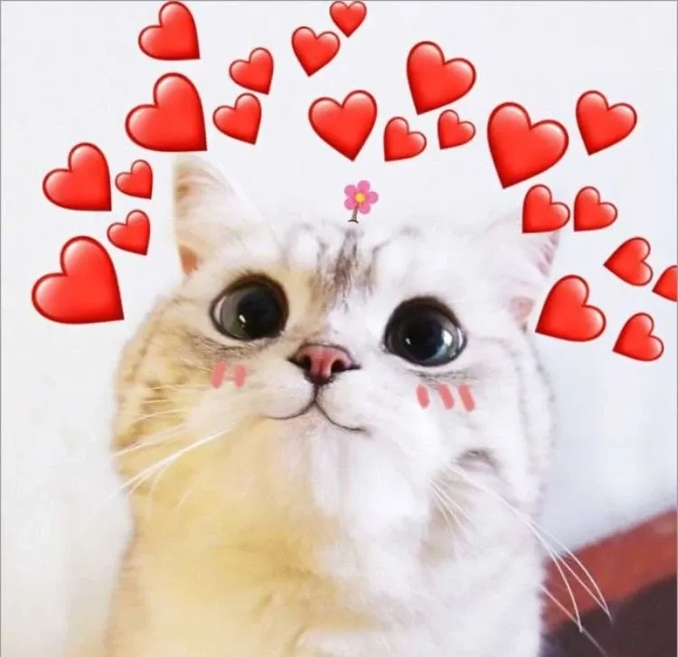 My love for you meme dễ thương và sáng tạo để gửi lời yêu thương