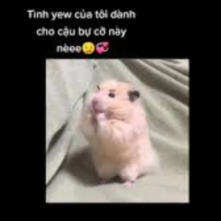 Meme love cat thú vị và sáng tạo phù hợp để chia sẻ