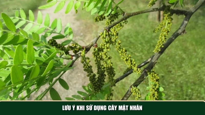 Những lưu ý bạn cần biết khi sử dụng cây mật nhân