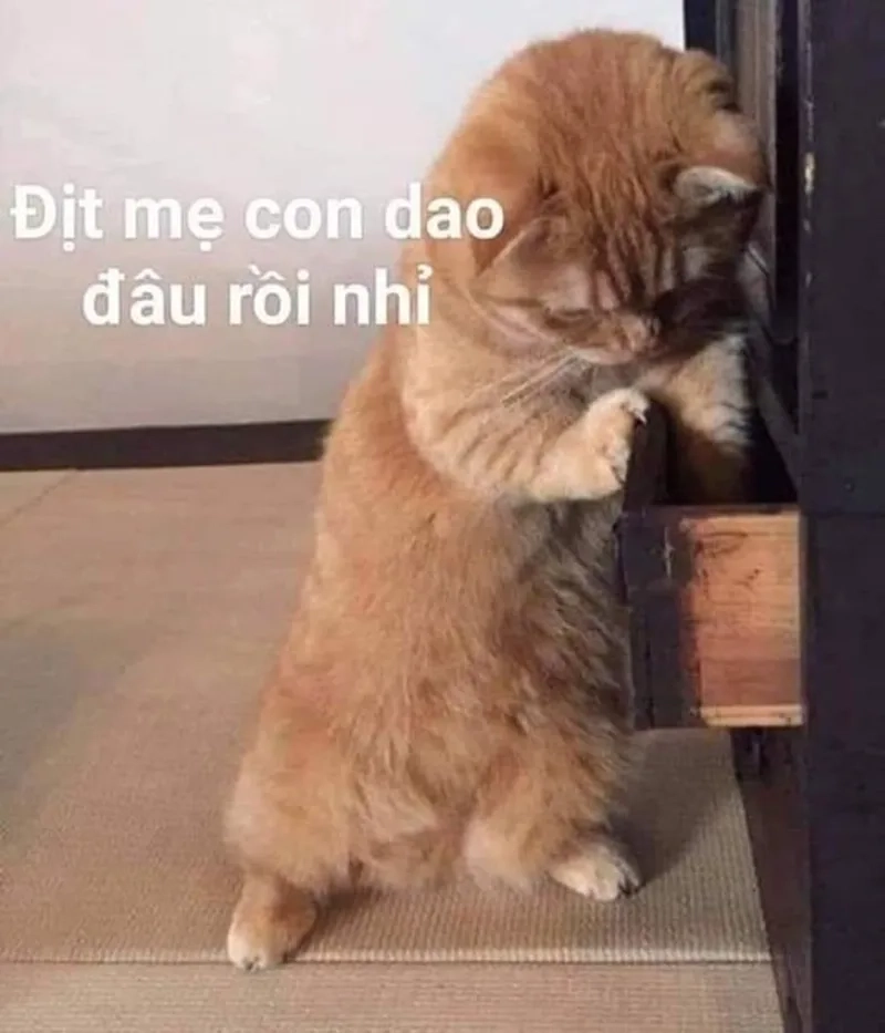  Ảnh mèo meme cầm súng hài hước và sáng tạo trong từng chi tiết