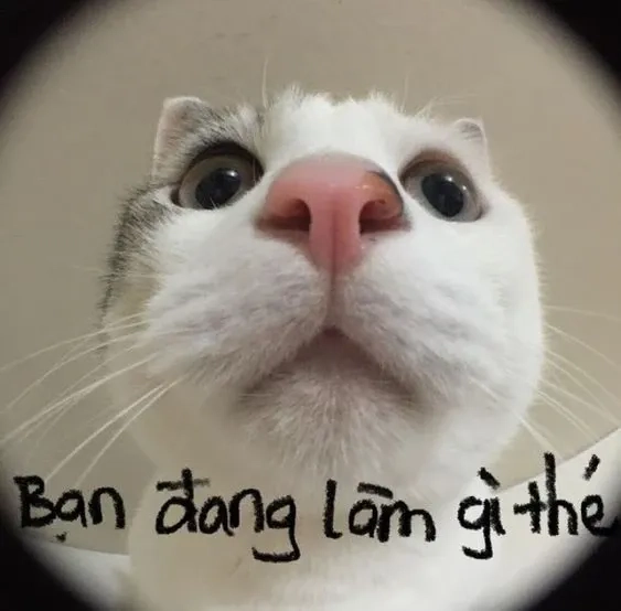 Meme xin chào đáng yêu làm người xem bật cười vui vẻ