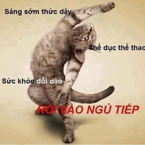 Mèo chào meme với biểu cảm đáng yêu ngây ngất