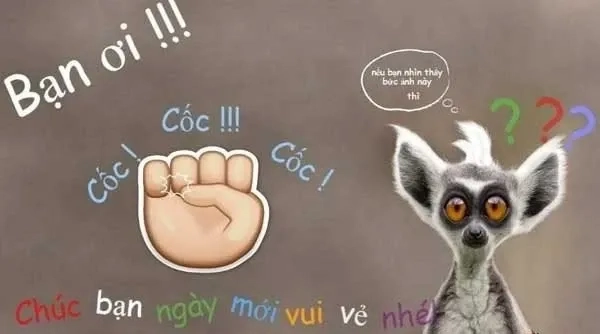 Mèo meme chào thân thiện và đáng yêu không ngờ